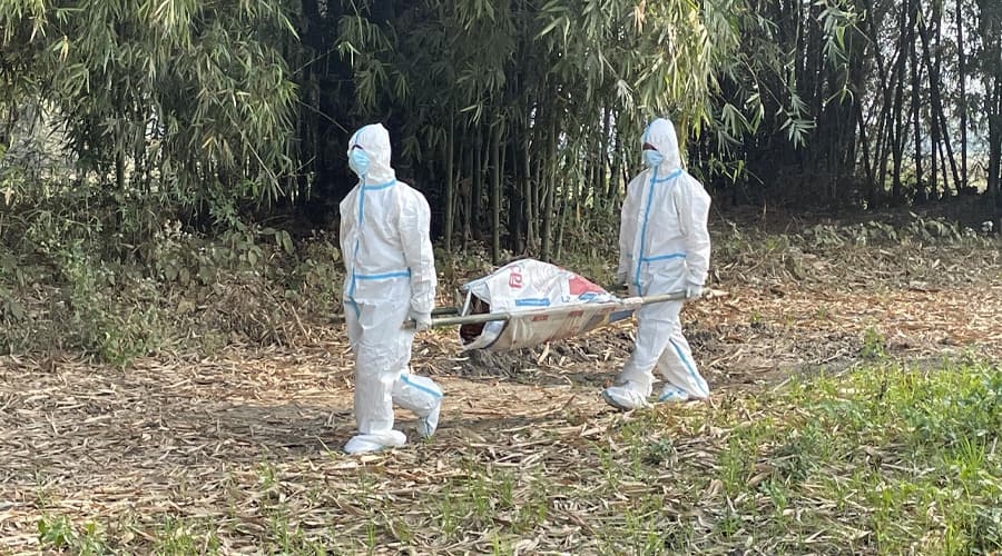 Bird flu confirmed in Morang, Sunsari and Jhapa; 11,000 chickens culled